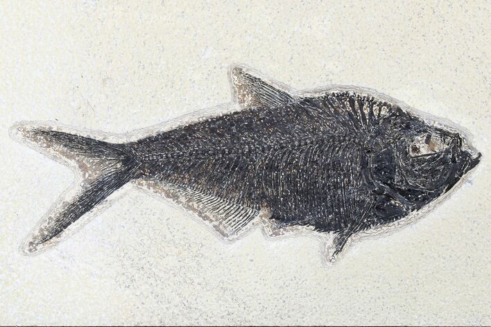 Fossil Fish (Diplomystus) - Green River Formation #179255